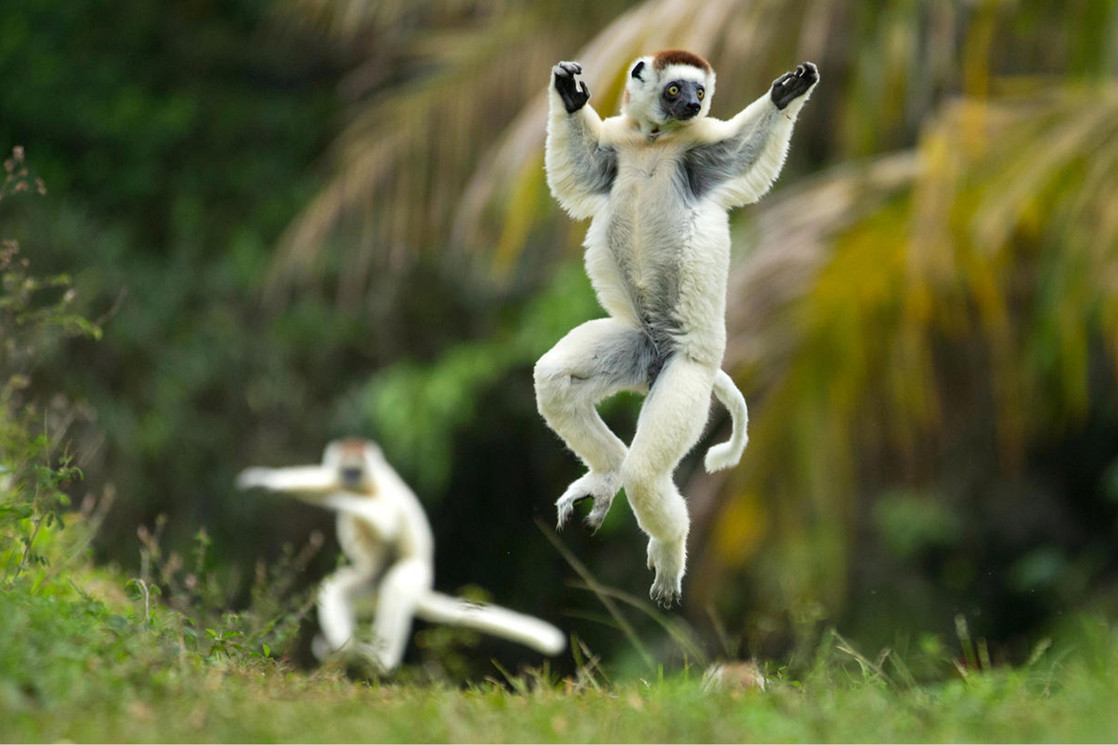 Loai vuon cao khong biet di tren mat dat hinh anh