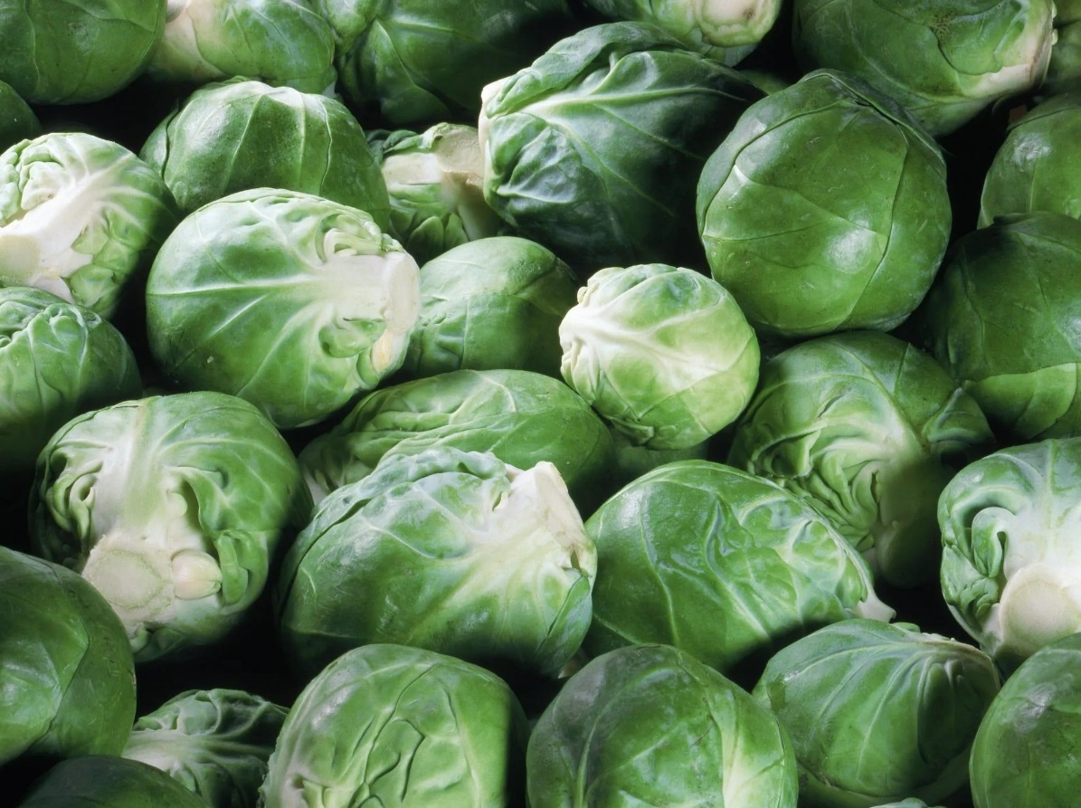 noi chien khong dau anh 2