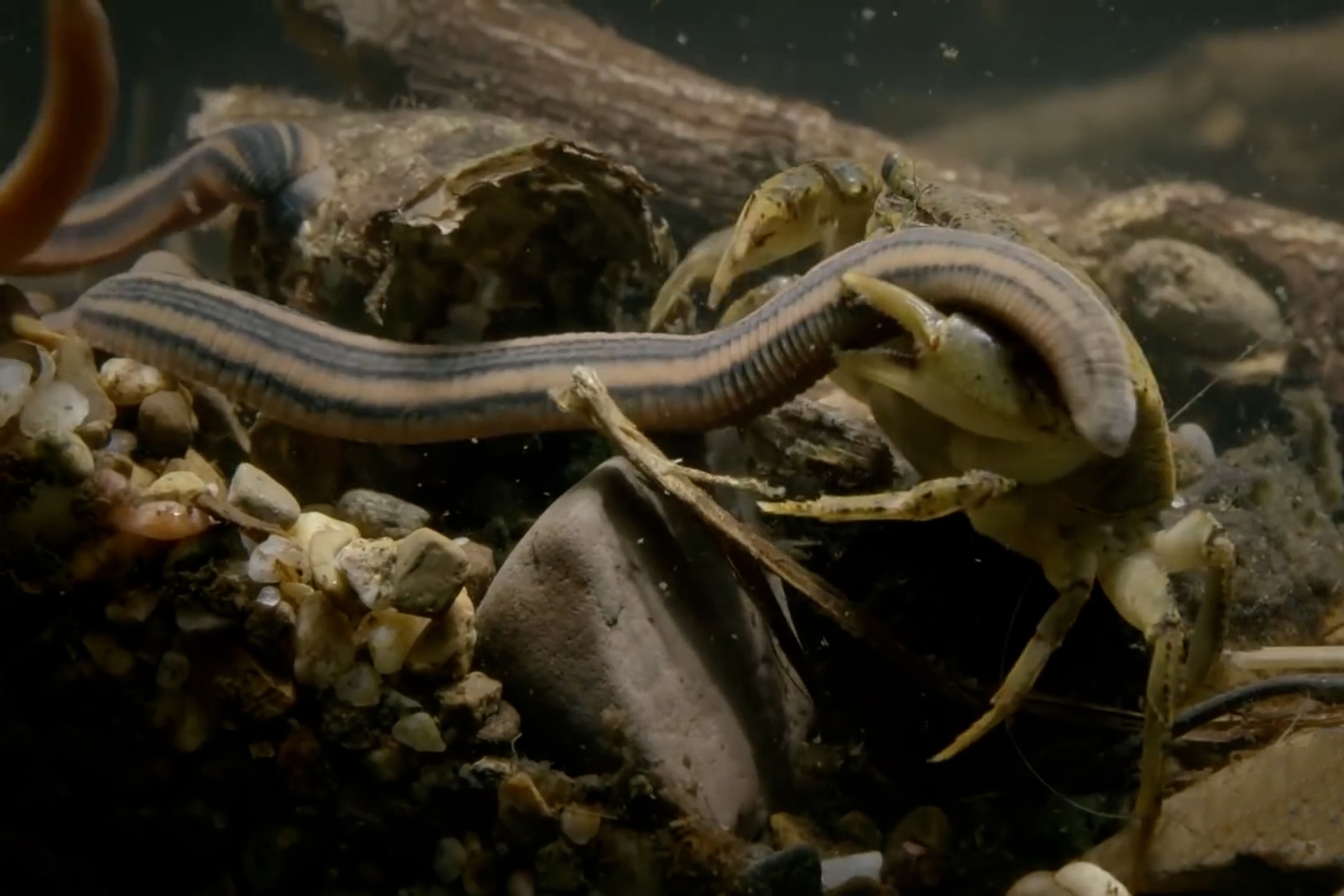 Cua bo mang khi tan cong dia ho hinh anh