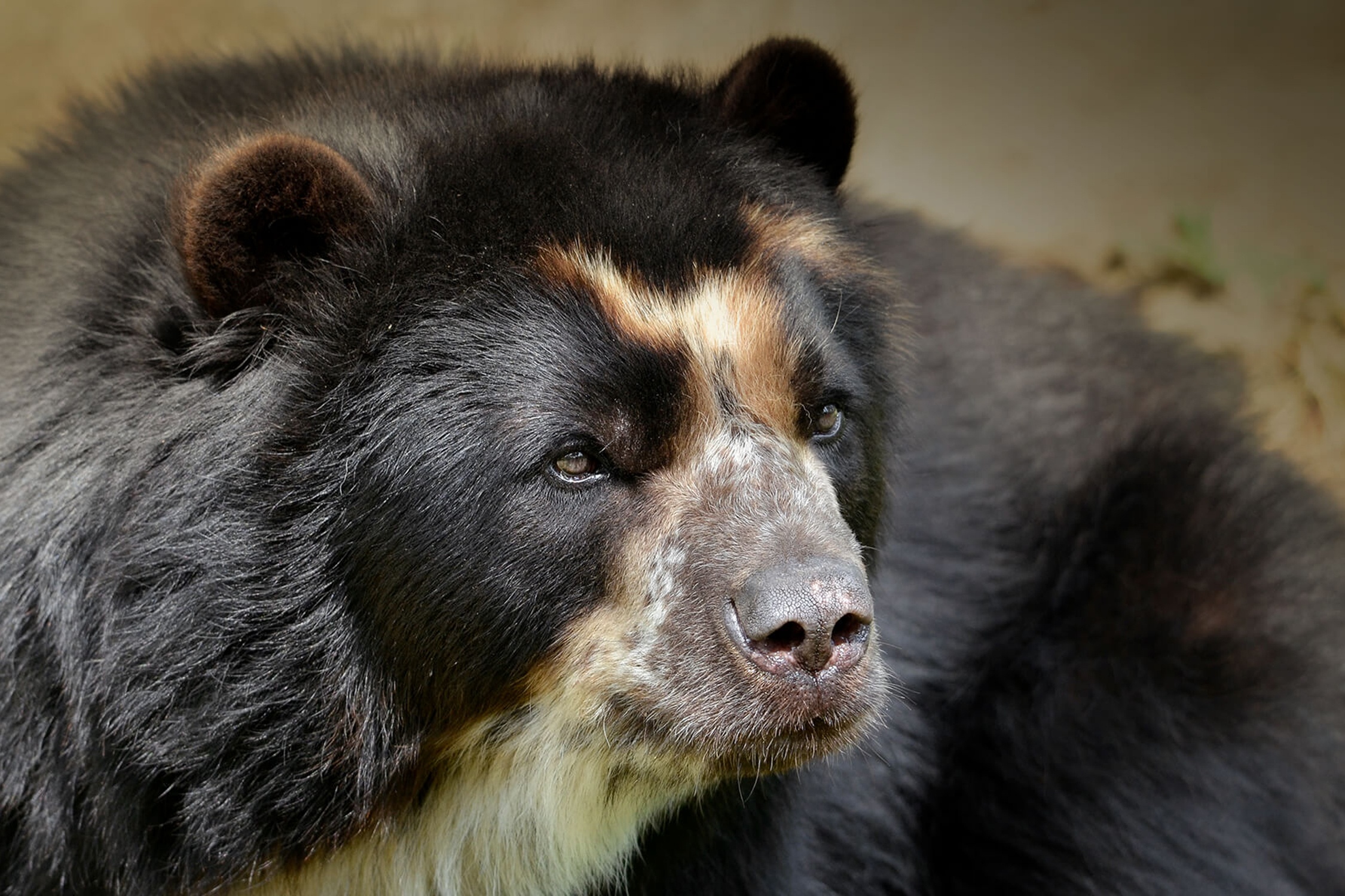 Loai gau co khuu giac nhay ben gap 2.000 lan con nguoi hinh anh