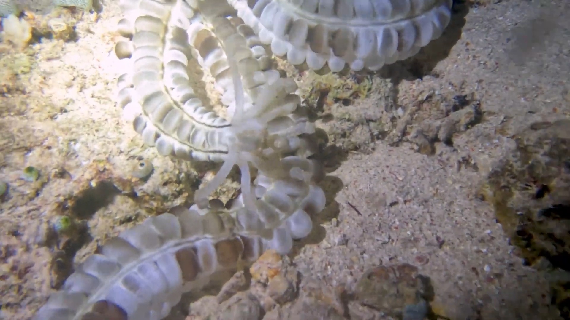 Loai hai sam nhu ngoai hanh tinh duoi day dai duong hinh anh