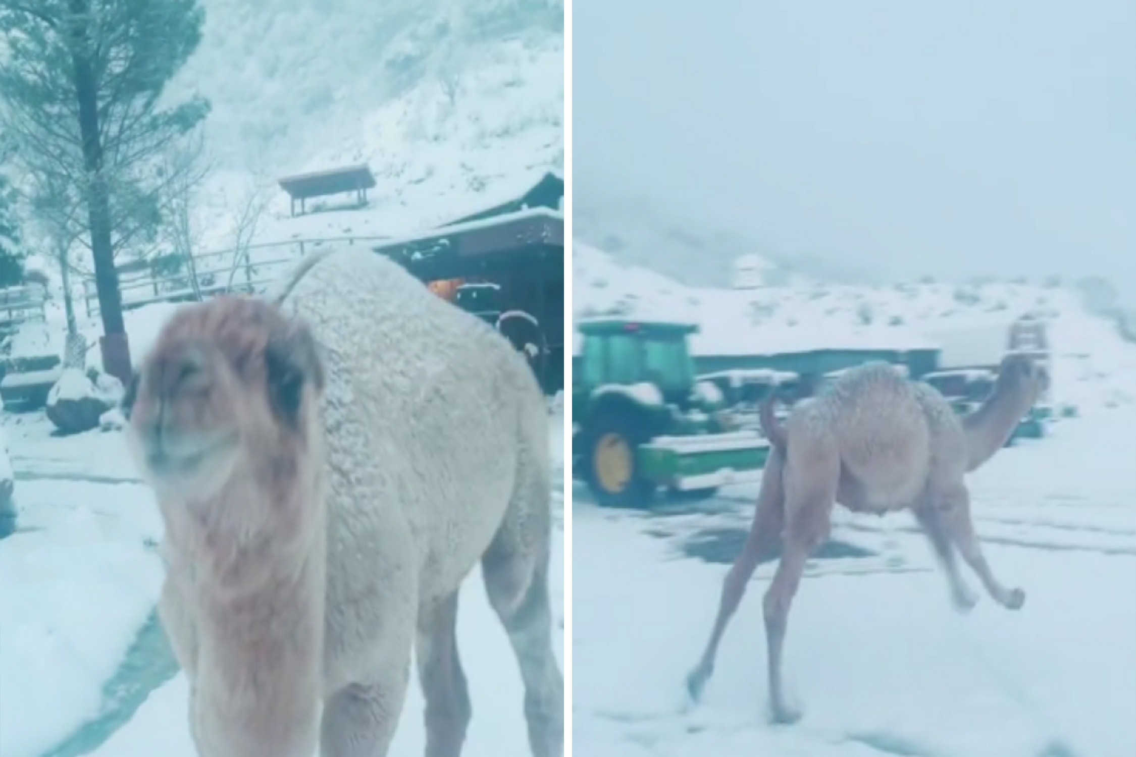 Lac da nhay cang khi lan dau nhin thay tuyet hinh anh