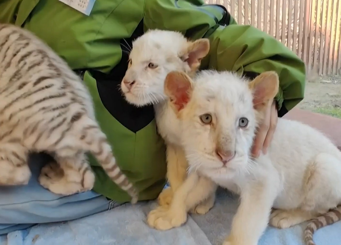 3 ho trang quy hiem duoc sinh ra o Trung Quoc hinh anh