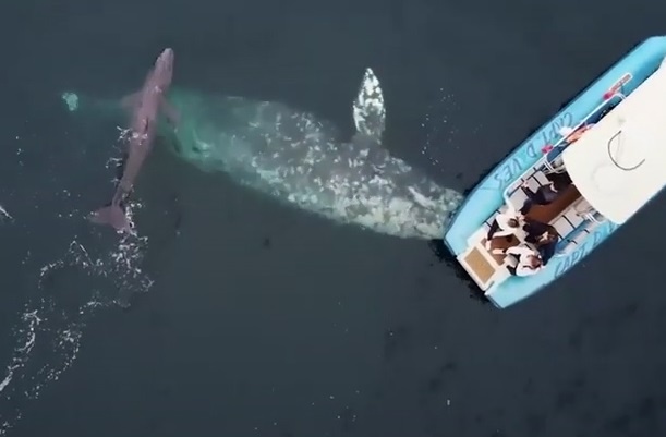 Ca voi me dan con moi chao doi ra khoe du khach hinh anh