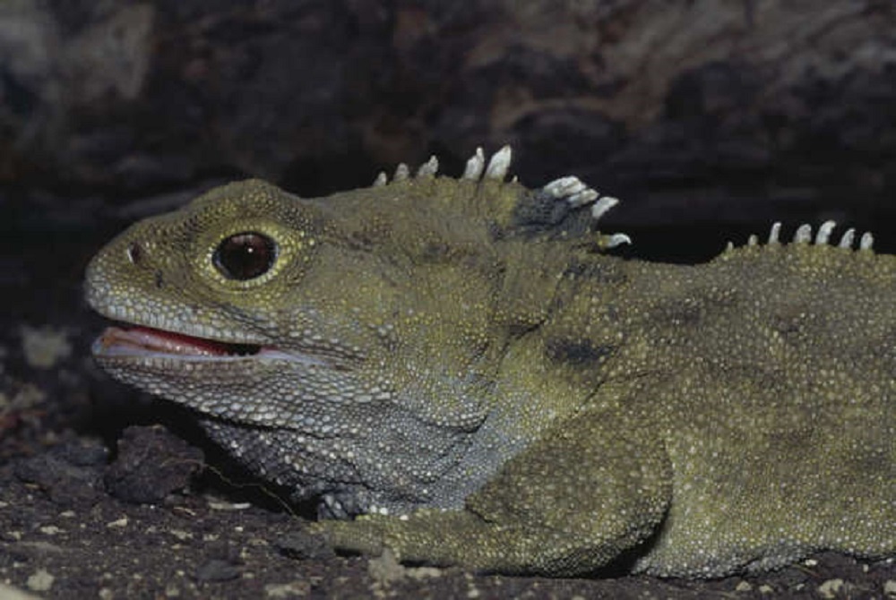 dong vat song lau anh 7