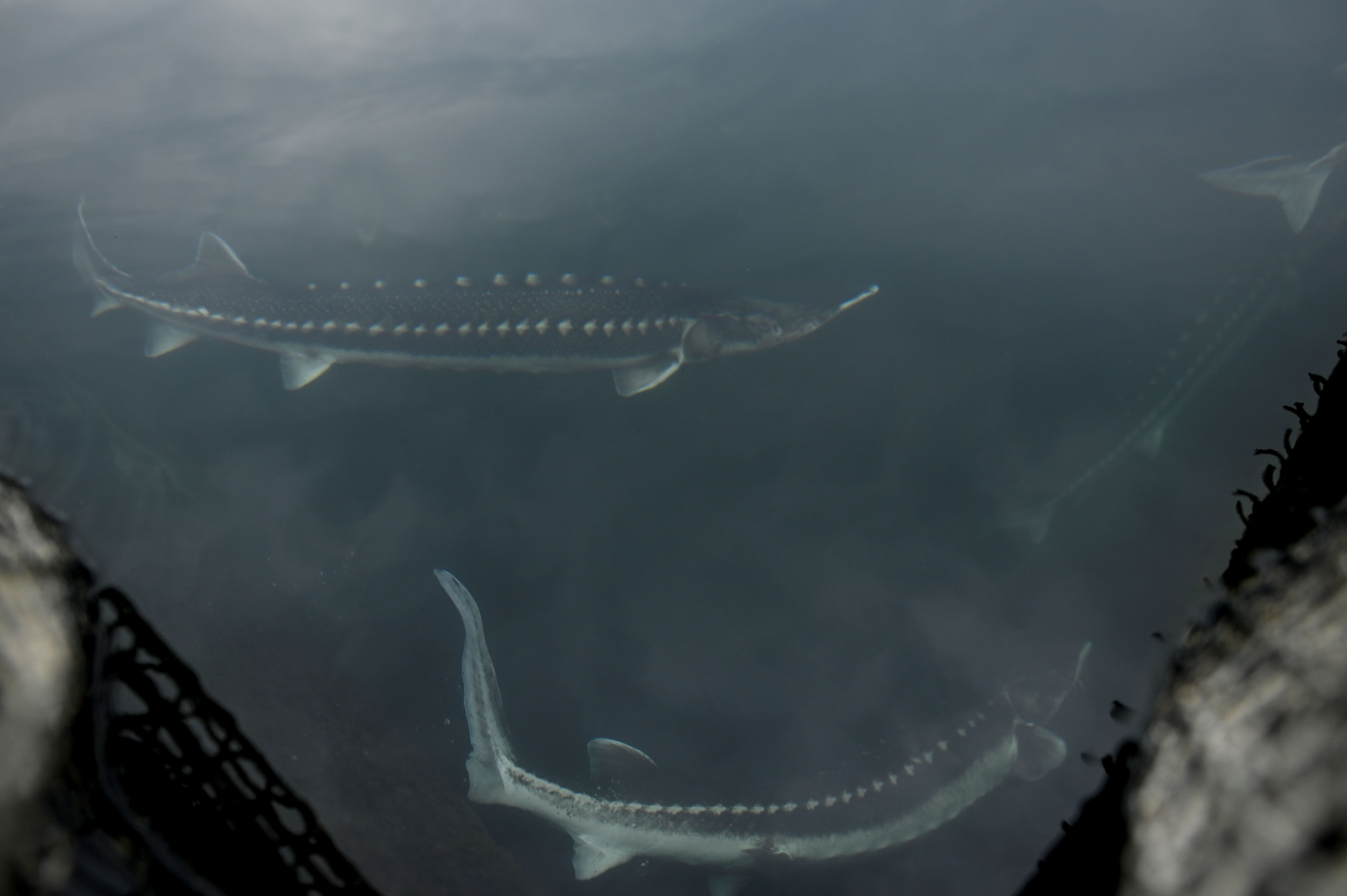 dong vat song lau anh 9