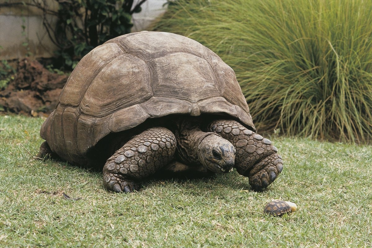 Nhung loai dong vat song lau nhat hinh anh