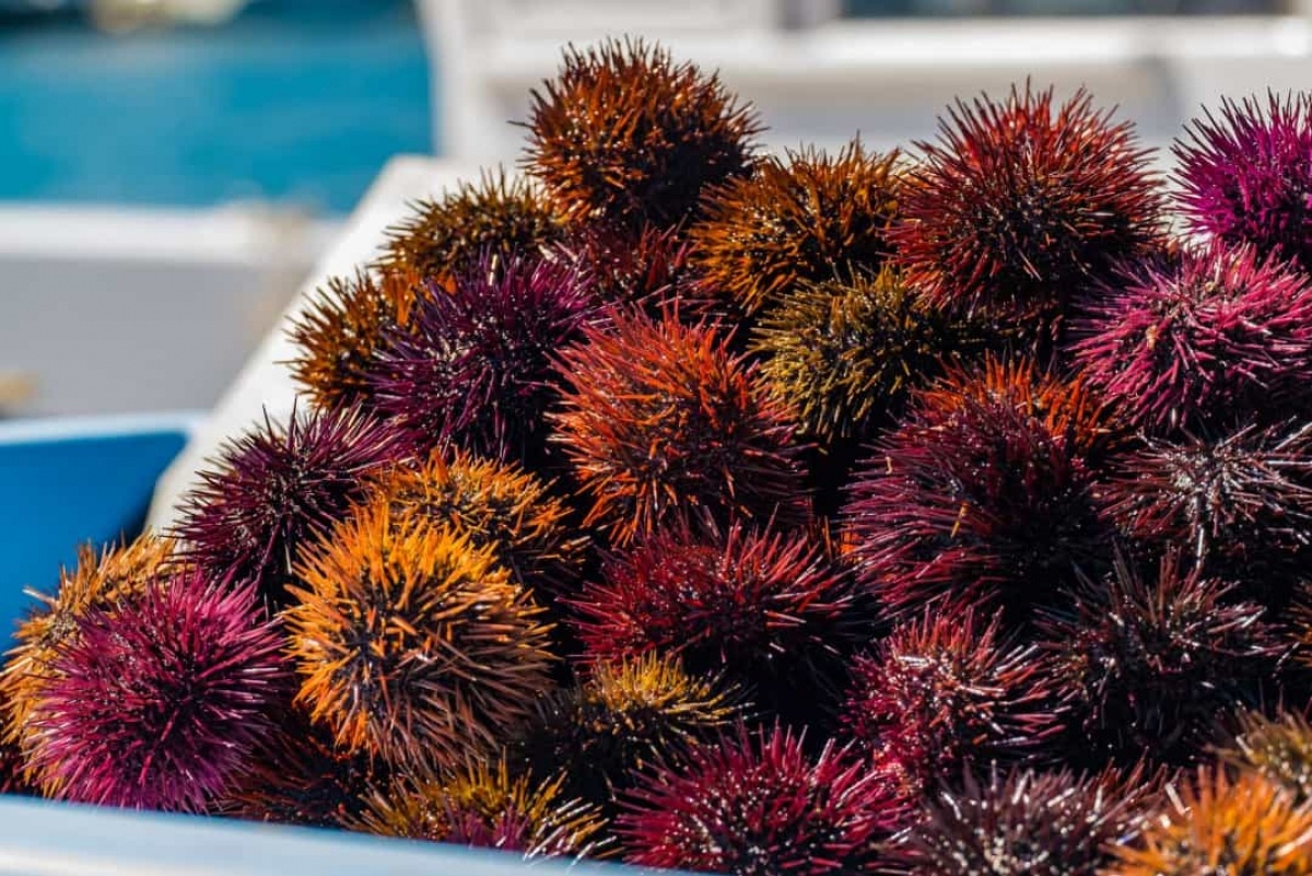 dong vat song lau anh 11