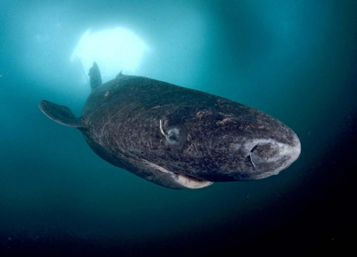 dong vat song lau anh 15