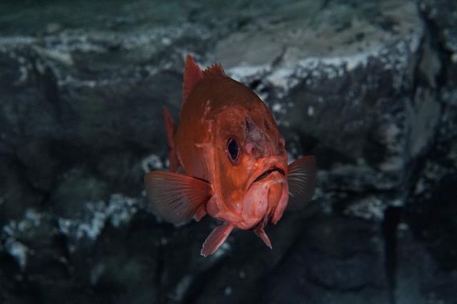 dong vat song lau anh 8