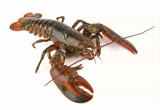 dong vat song lau anh 6