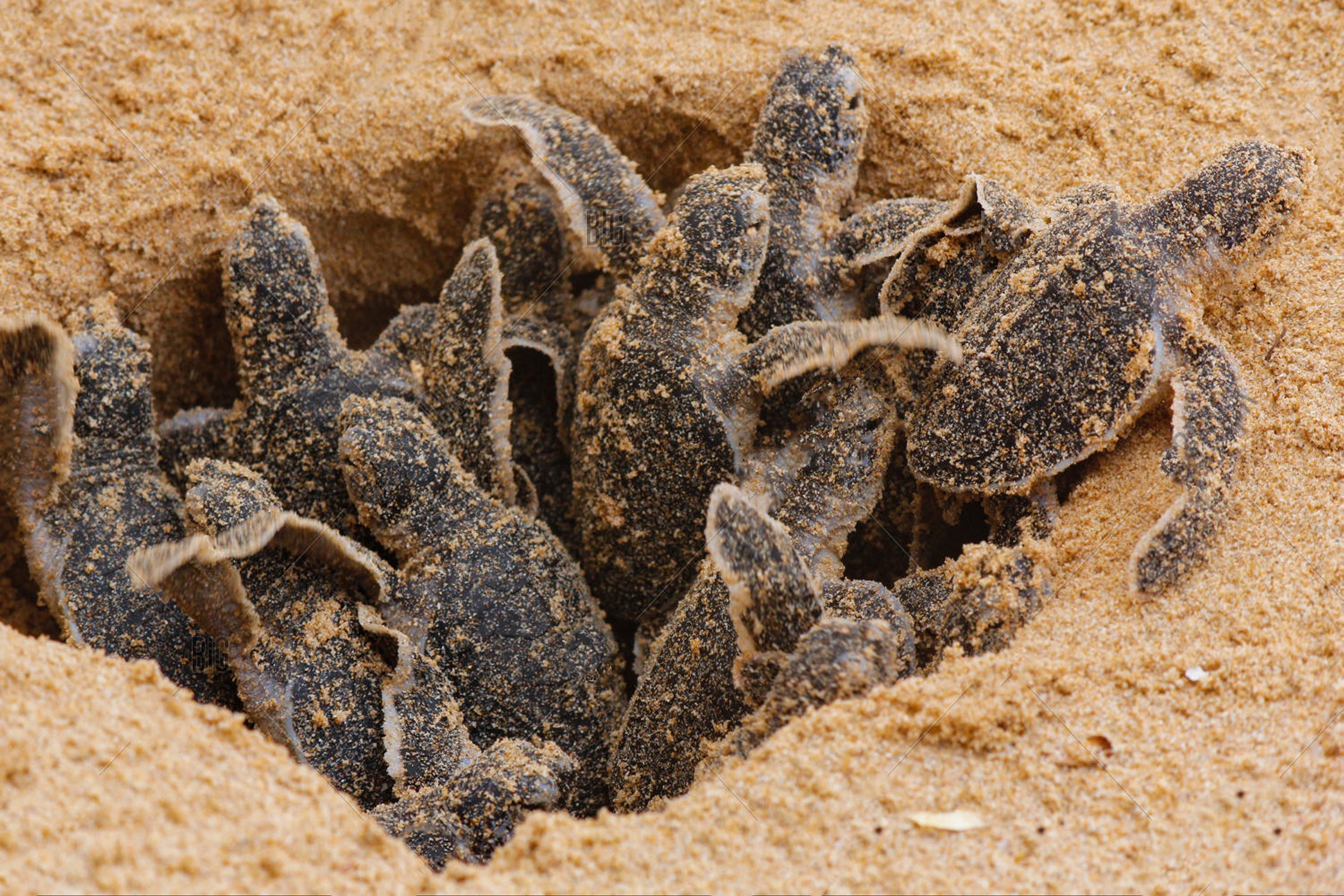 Canh tuong hang tram nghin rua con moi no o Brazil hinh anh