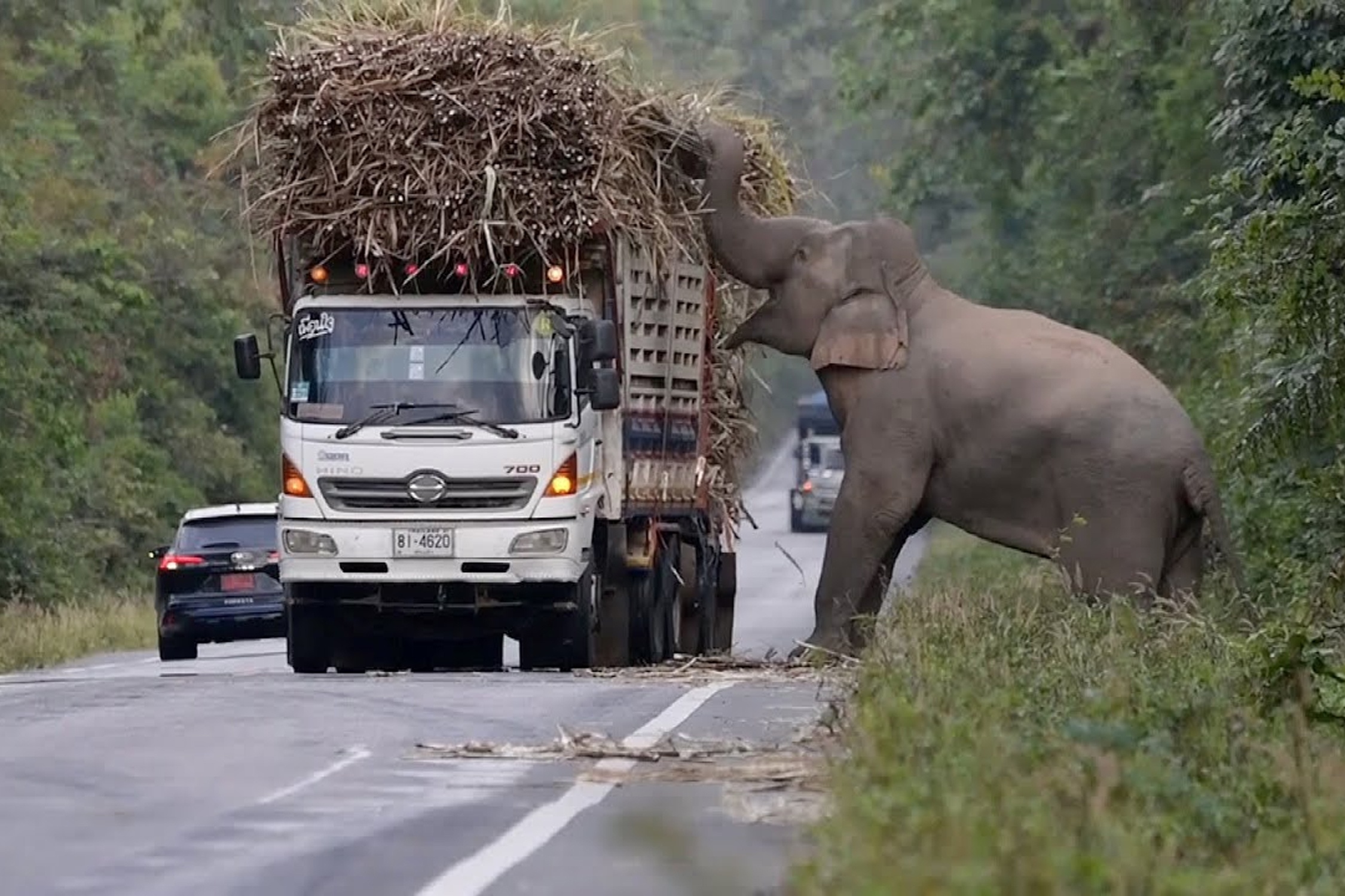 Voi chan duong xe tai de 'cuop' mia o Thai Lan hinh anh