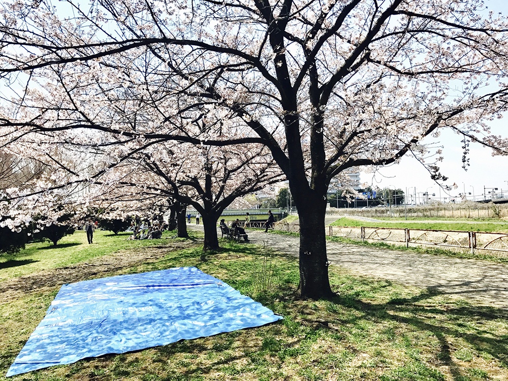 Hoa anh dao 2023 anh 4