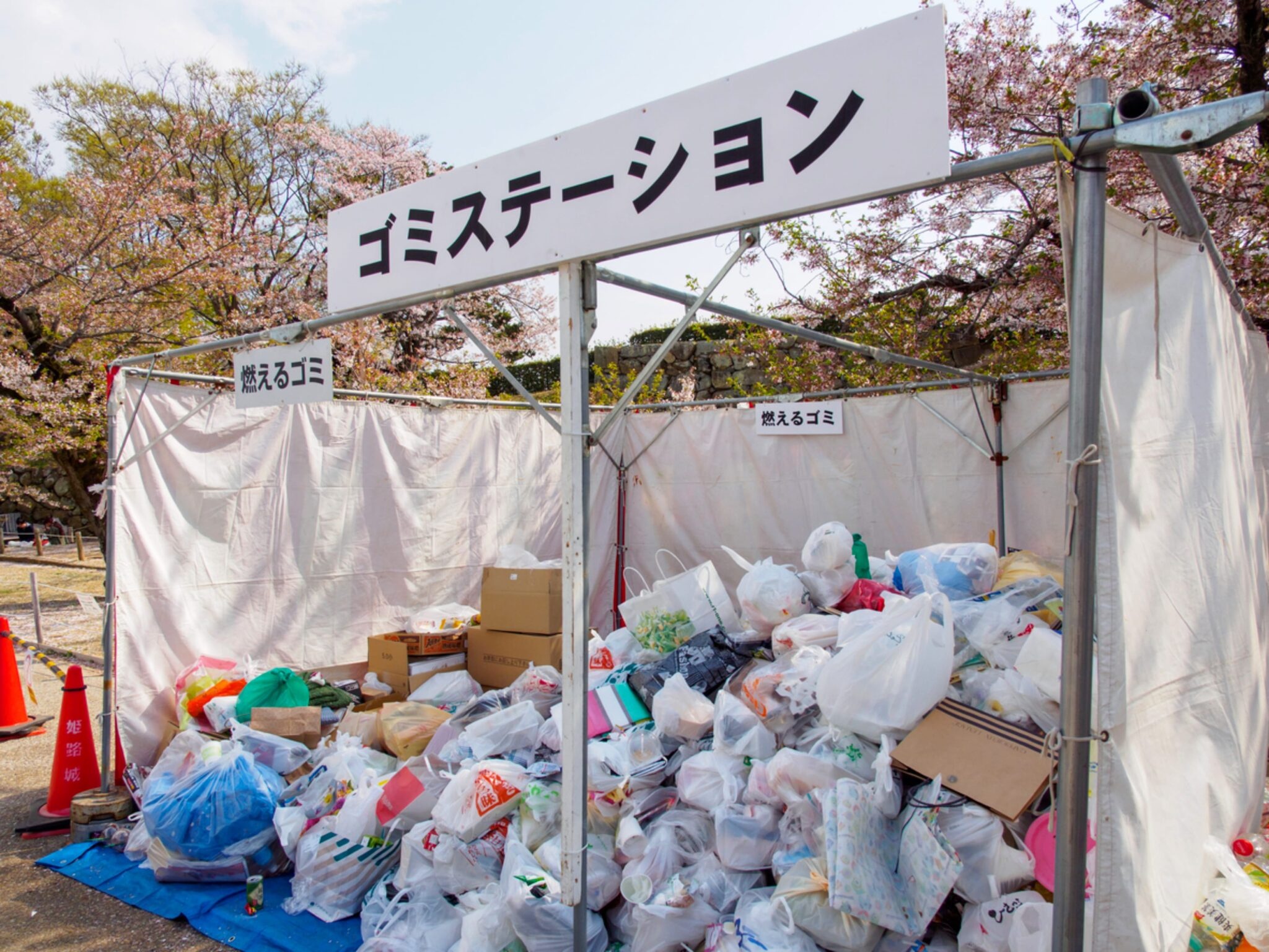 Hoa anh dao 2023 anh 7