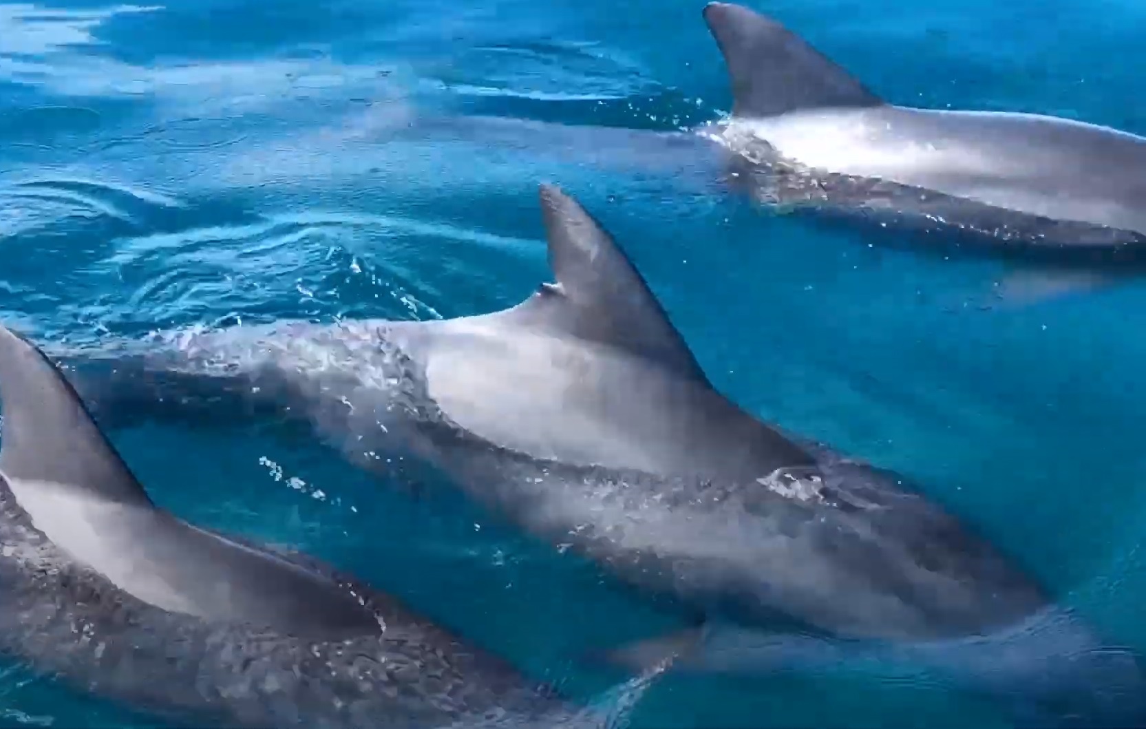 Canh quay dan ca heo khong lo ngoai khoi bo bien Florida hinh anh