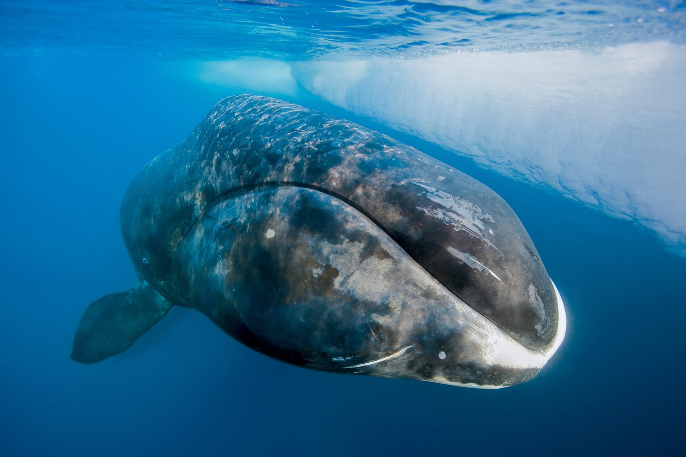 Loai ca voi song lau doi nhat the gioi hinh anh