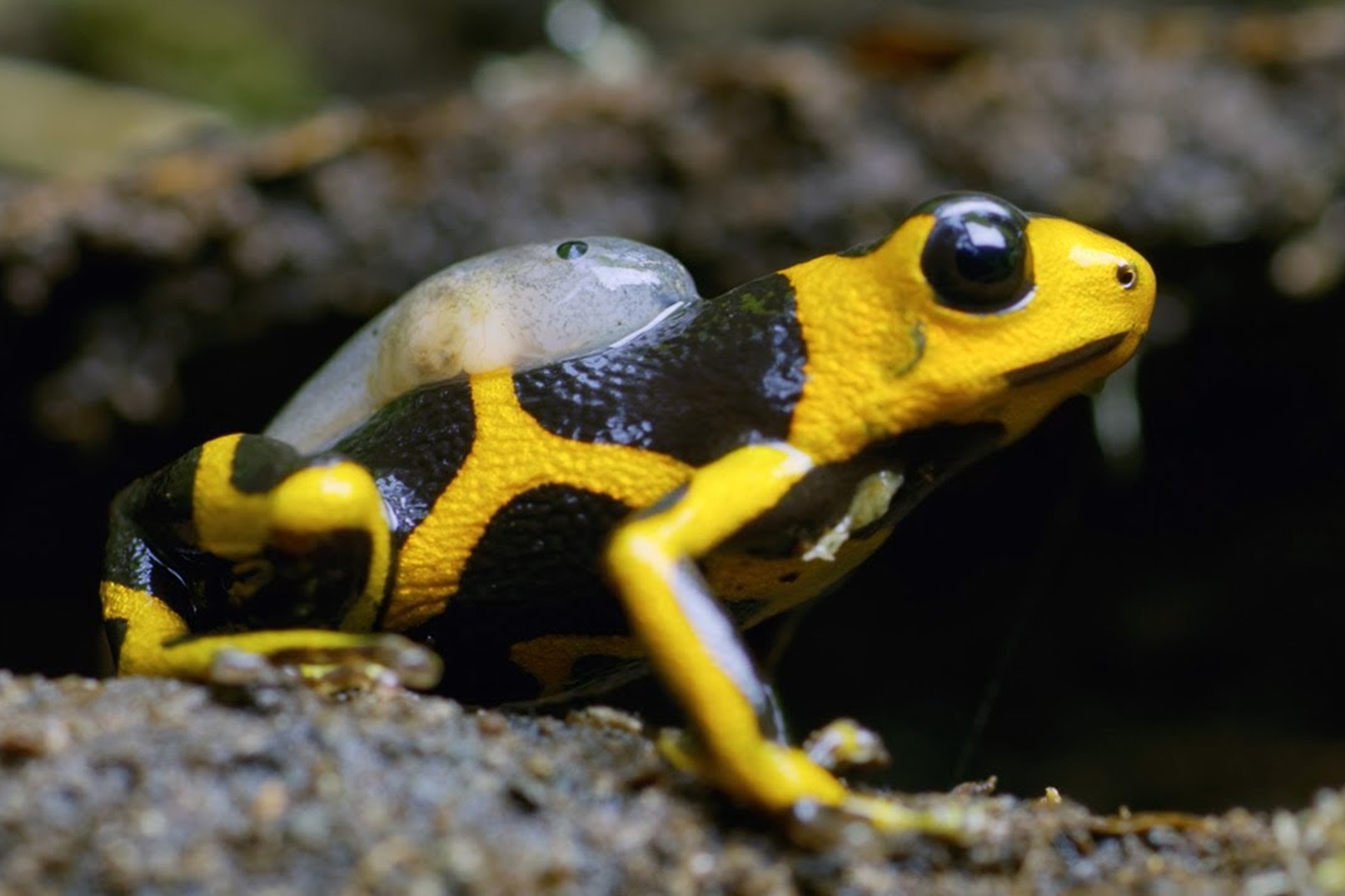 Ech phi tieu doc vat va nuoi con trong rung Amazon hinh anh