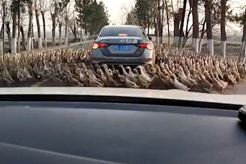 Ky la hang tram con vit chay vong quanh oto o Trung Quoc hinh anh