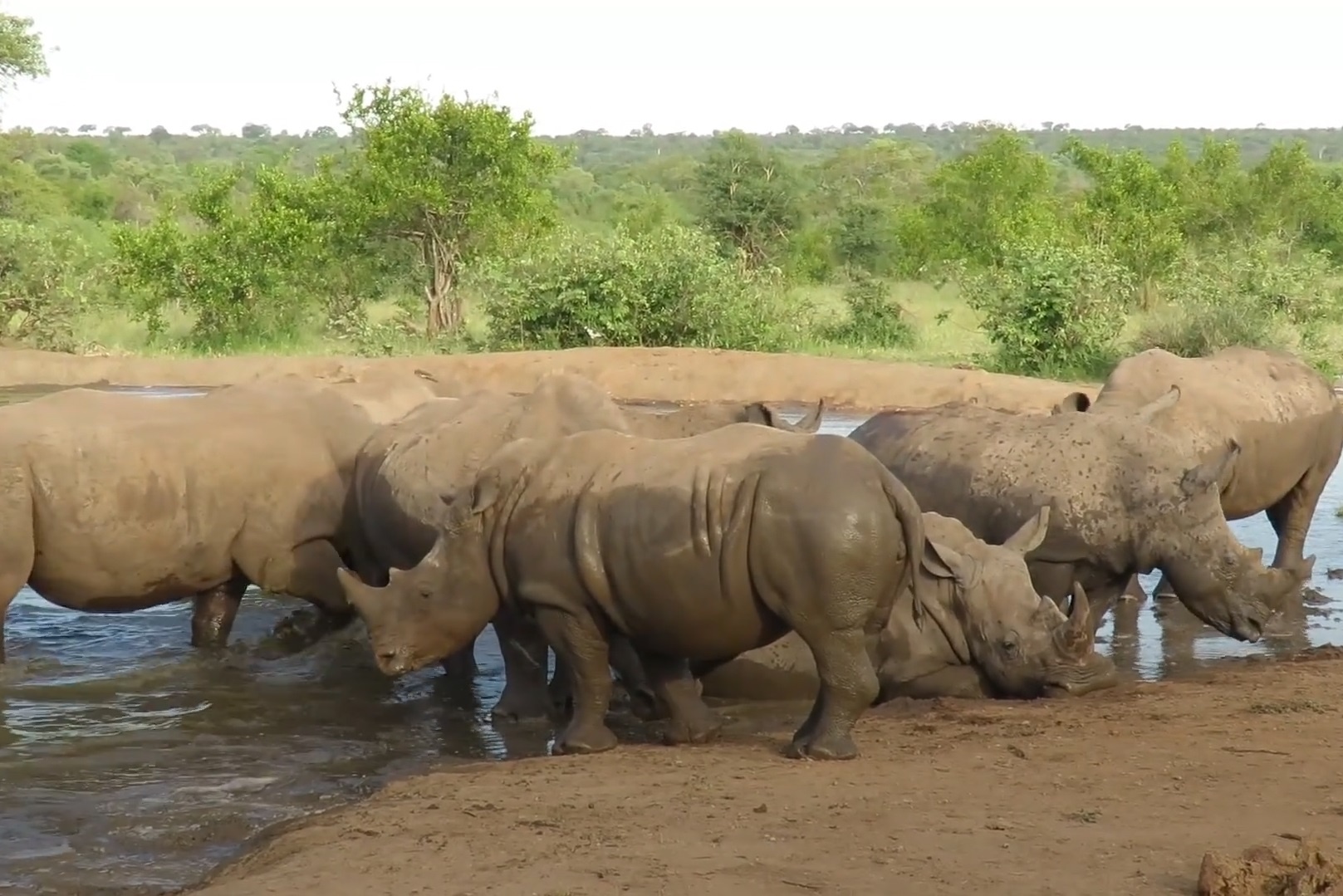 Du khach bat ngo khi bat gap dan te giac dong hiem co hinh anh