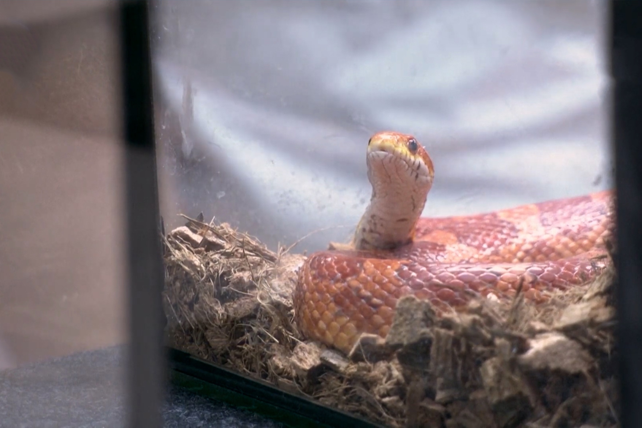 Quan ca phe bo sat o Malaysia hinh anh