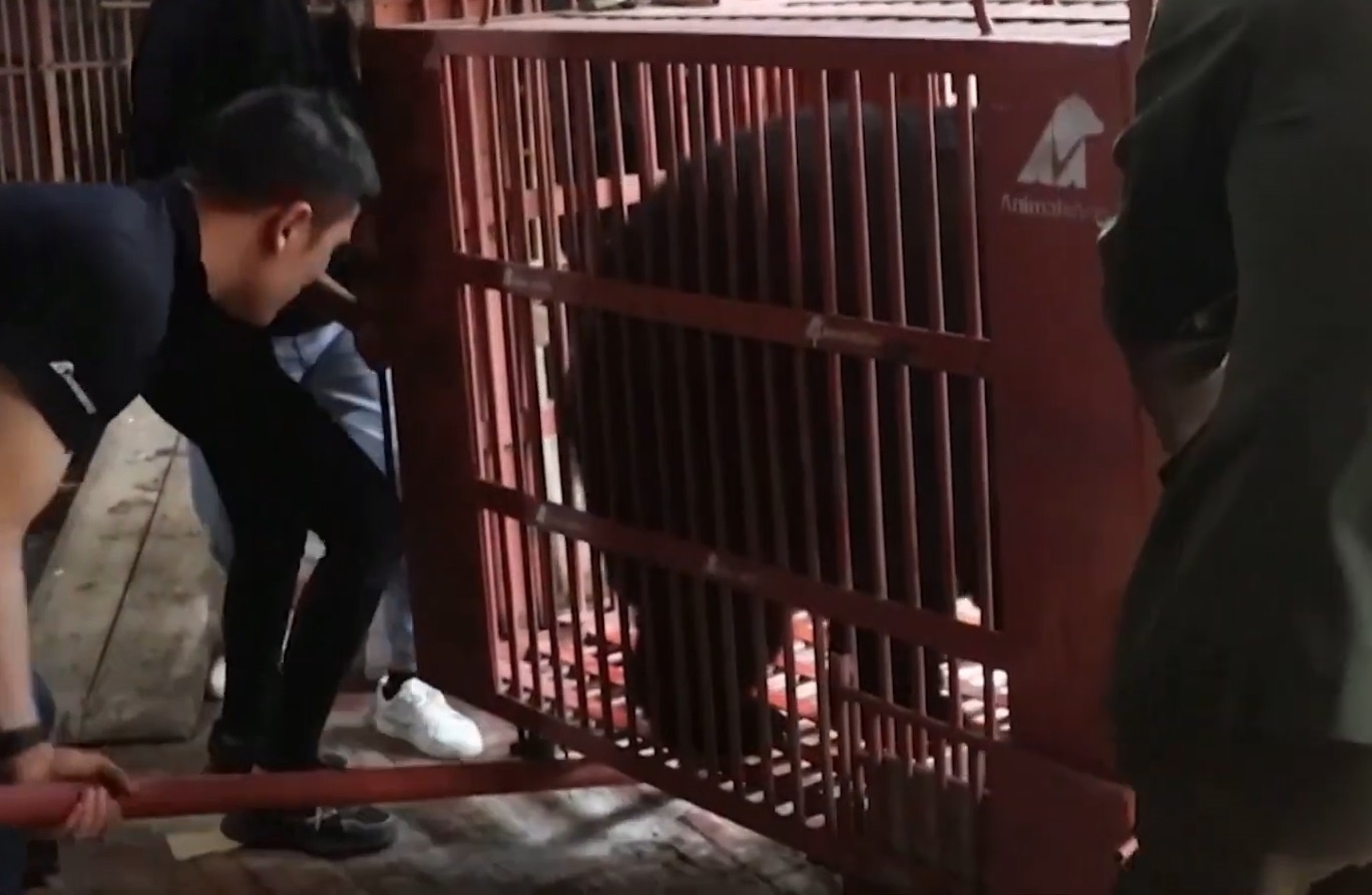 5 con gau duoc giai cuu khoi trang trai lay mat sau 20 nam hinh anh