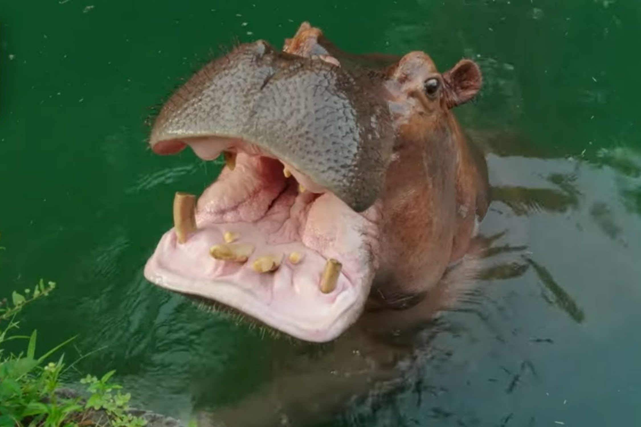 Cach cham soc ha ma trong so thu My hinh anh