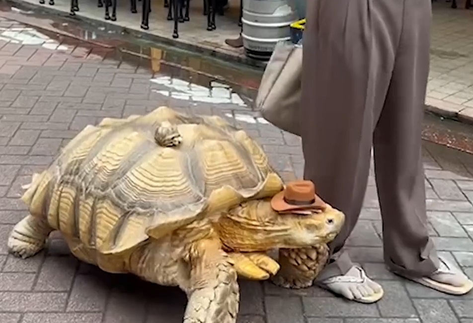 Nhung dieu khac thuong du khach chi thay duoc o Nhat Ban hinh anh