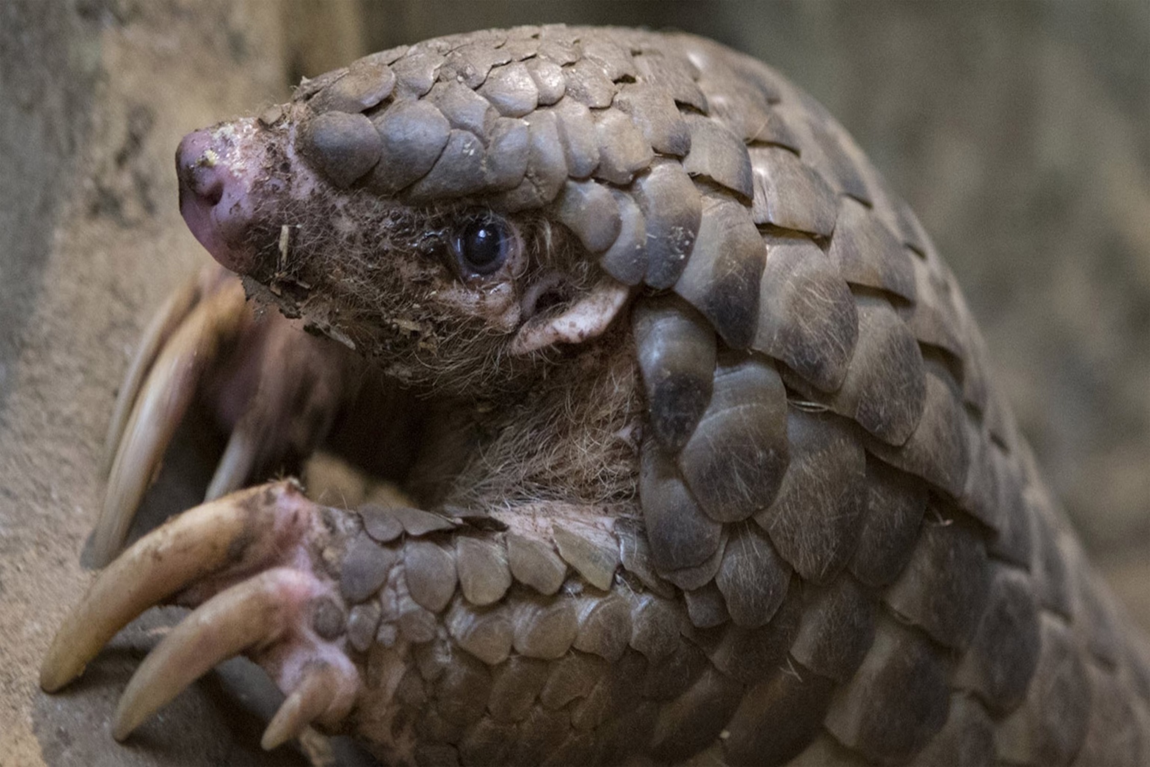 Loai vat bi buon ban trai phep nhieu nhat hanh tinh hinh anh