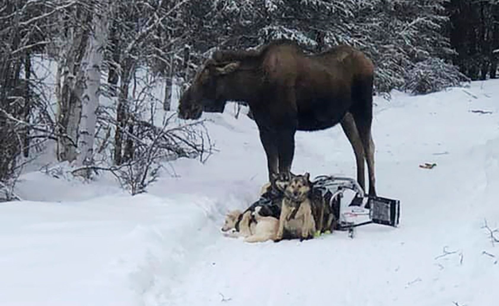 Nai sung tam tan cong du khach truot tuyet o My hinh anh