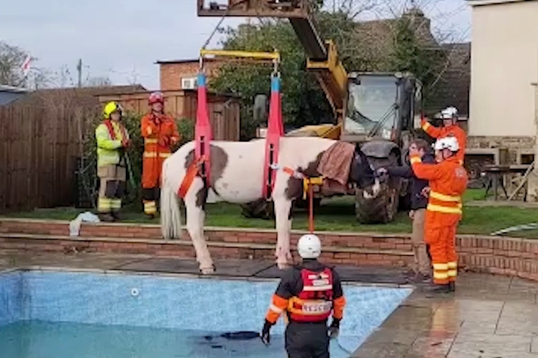 Dung can cau giai cuu con ngua duoi ho boi hinh anh