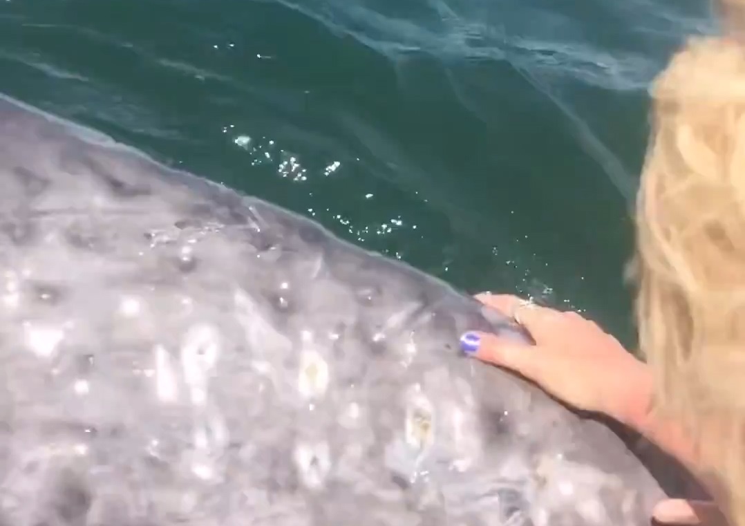 Co gai cho tay vao mieng ca voi khong lo hinh anh