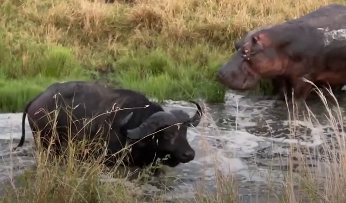 Trau dung cam thoat khoi su tan cong cua 15 su tu va 3 ha ma hinh anh