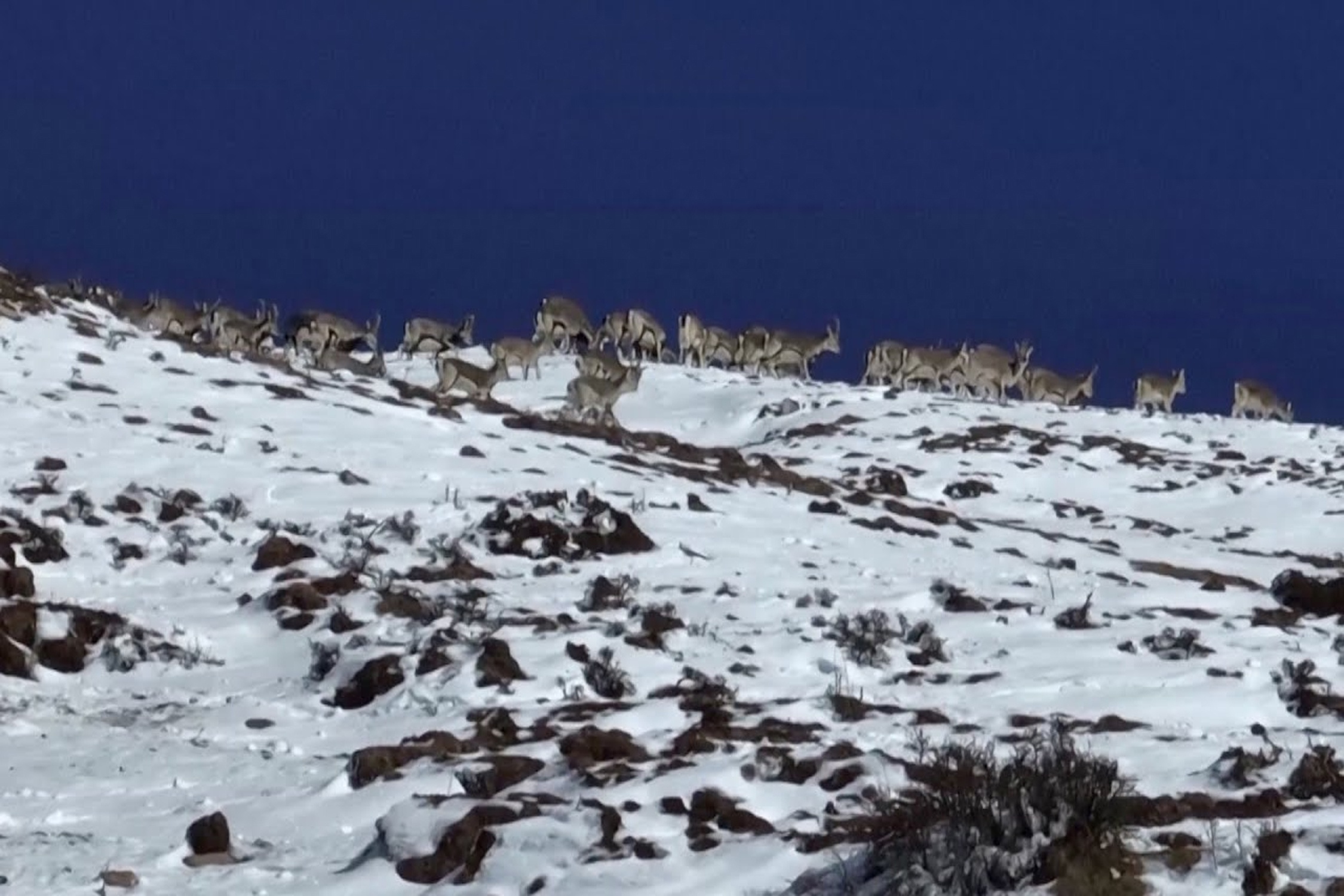 Dan cuu hoang Himalaya kiem an tren ngon nui cao hon 4.000 m hinh anh