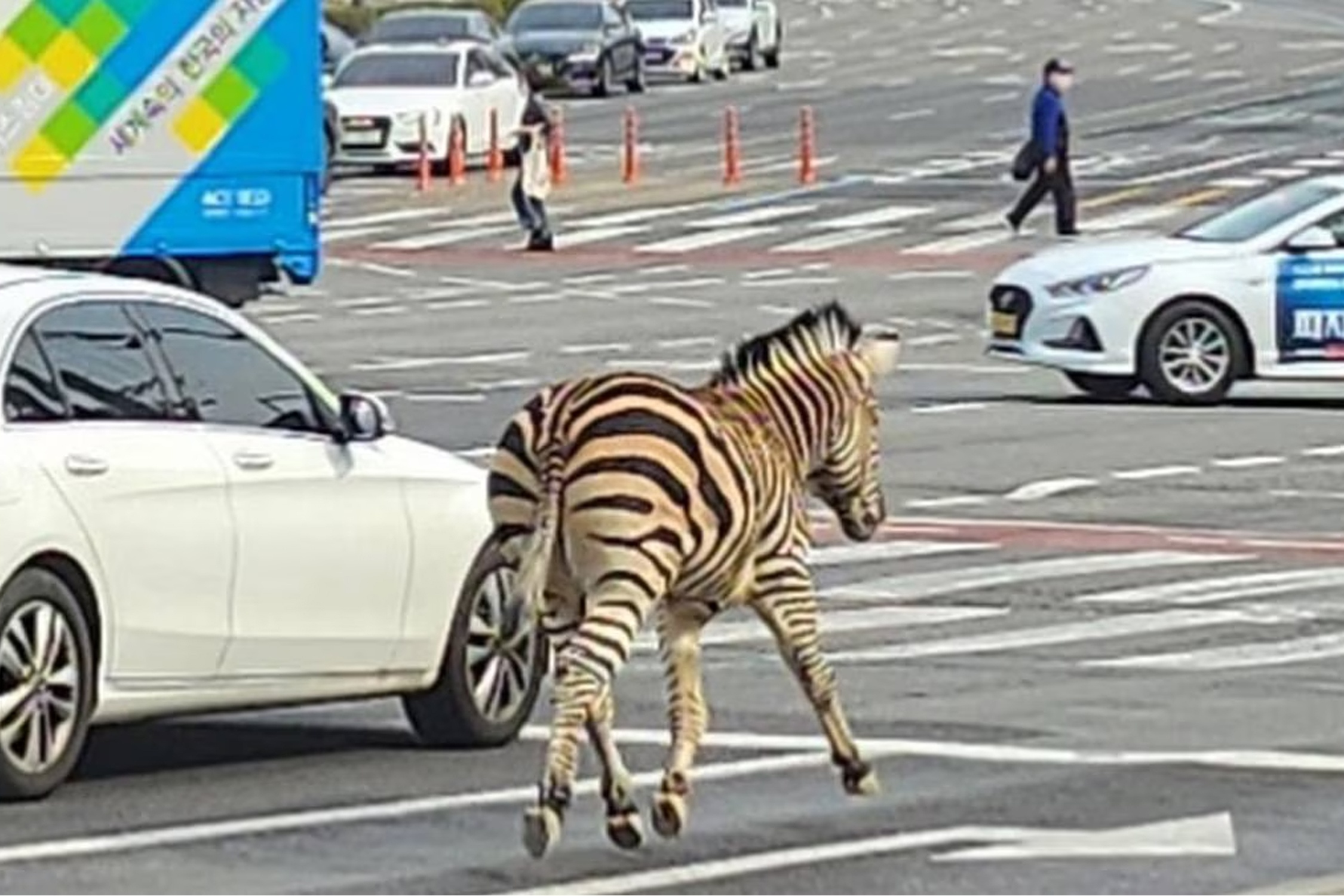 Ngua van 2 tuoi tron thoat khoi vuon thu o Han Quoc hinh anh