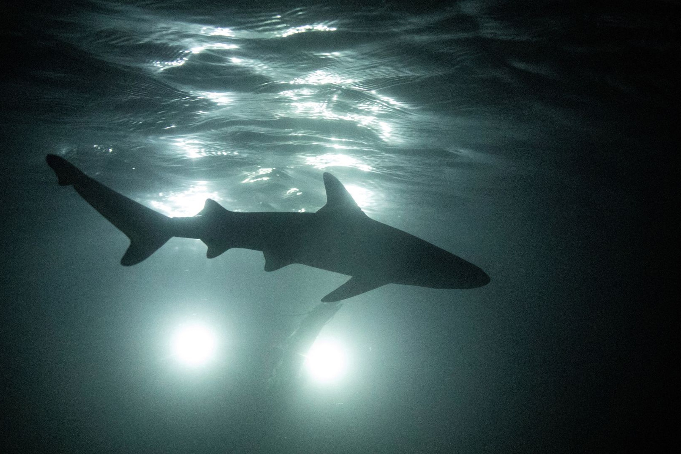 Ca map bien mat truoc su tro lai o at cua du khach o Thai Lan hinh anh