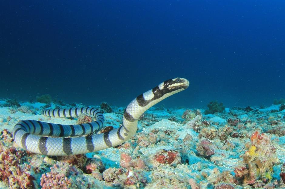 diem den o Australia anh 6