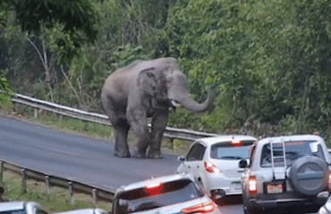 Voi rung hung du day lui doan xe luu thong tren duong hinh anh