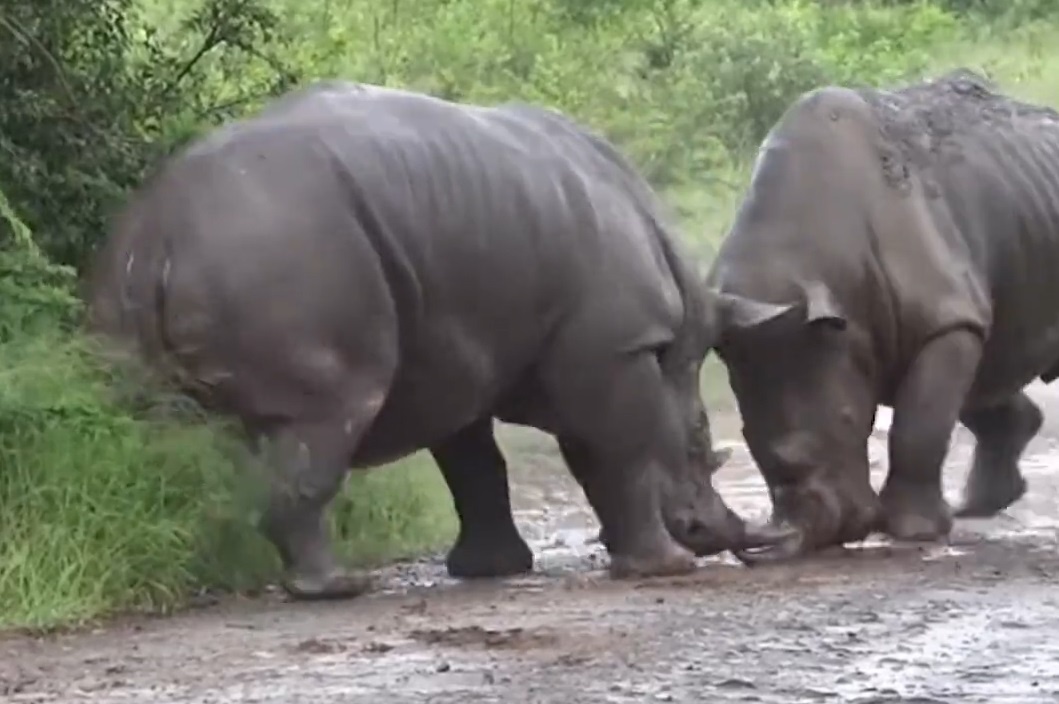 Nhung cuoc chien trong the gioi dong vat duoc du khach ghi lai hinh anh