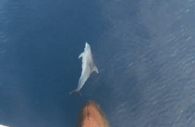 Ca heo 'nhay mua' truoc mui thuyen du khach hinh anh