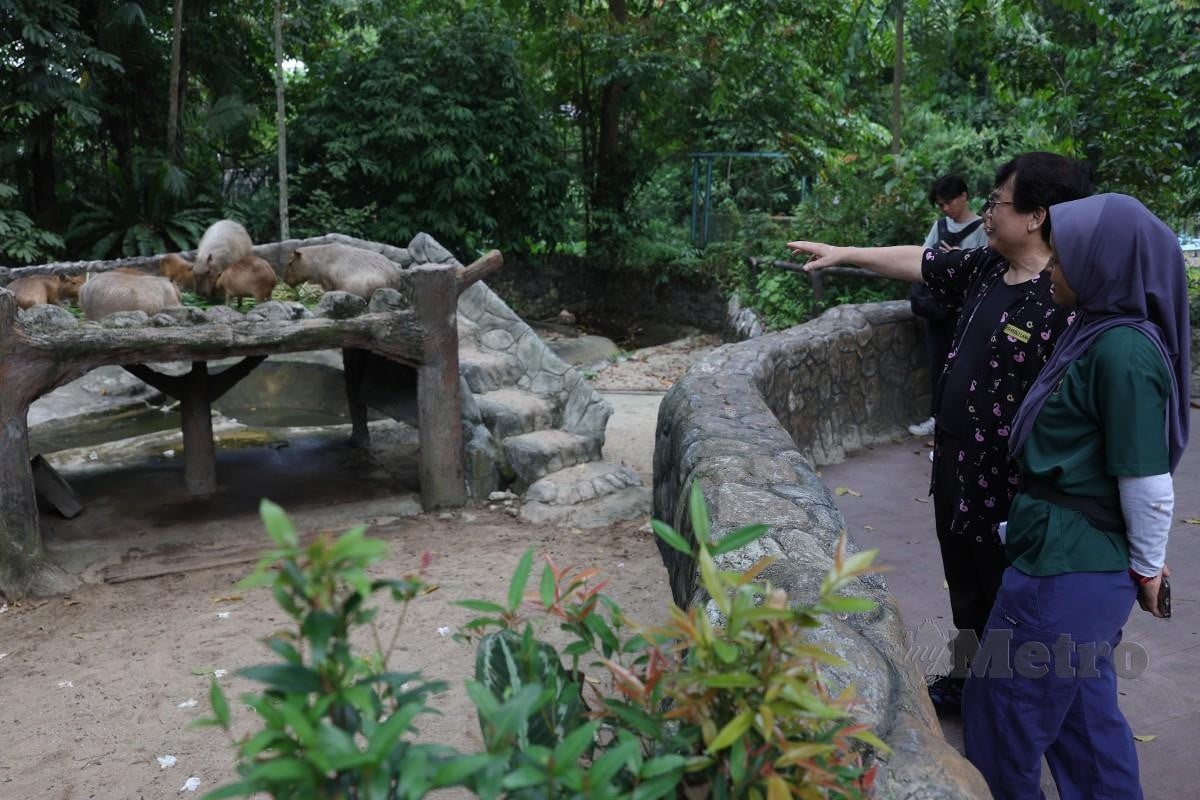 Chuột lang nước ảnh 4 Chuot lang nuoc anh 4