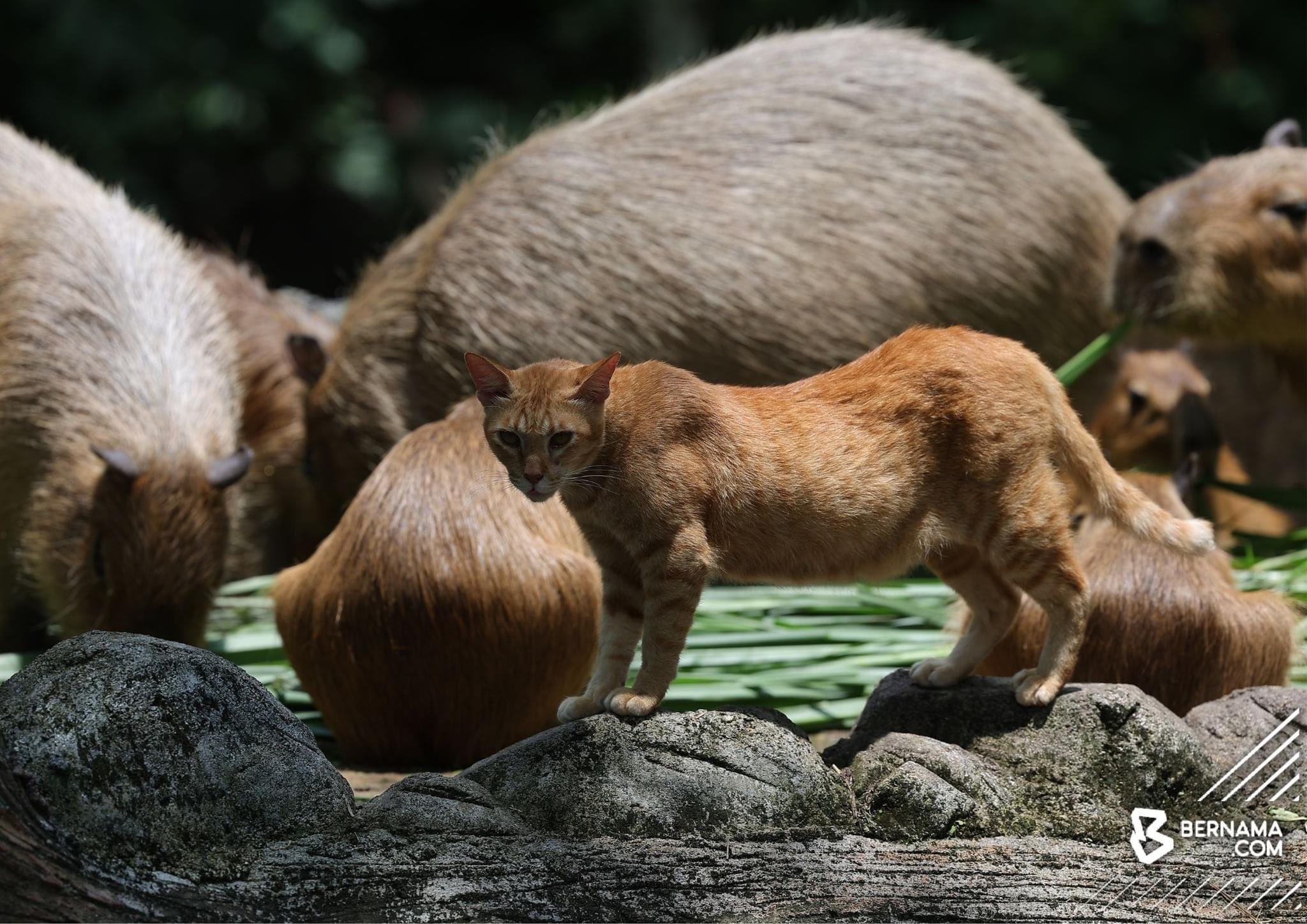 Chuot lang nuoc anh 3