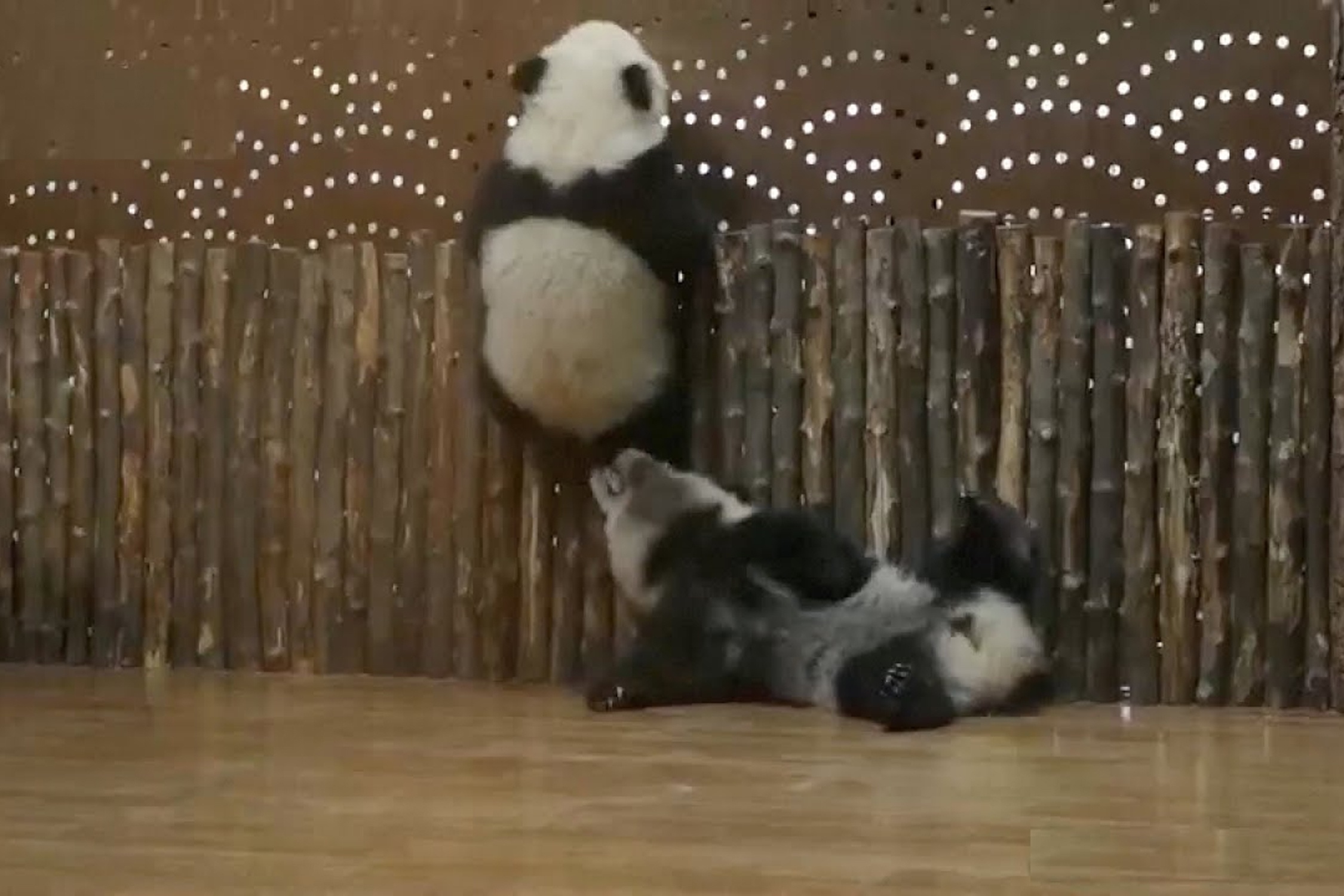 Gau truc con 'vuot nguc' bi ban dong hanh pha hinh anh