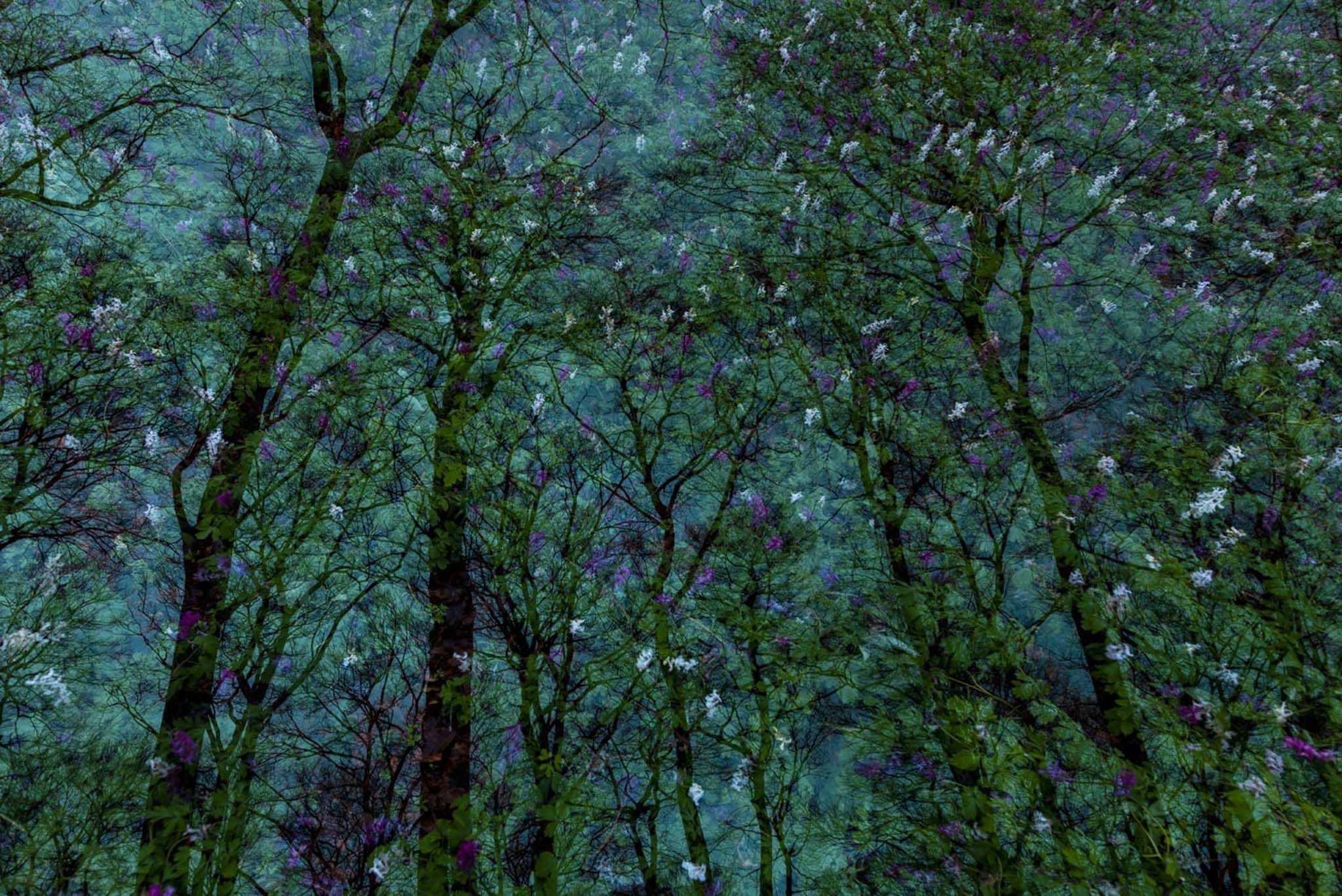 Nhiep anh Thien nhien Duc anh 3