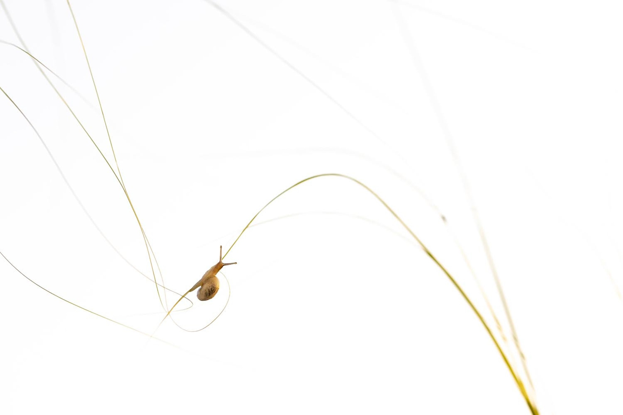 Nhiep anh Thien nhien Duc anh 8