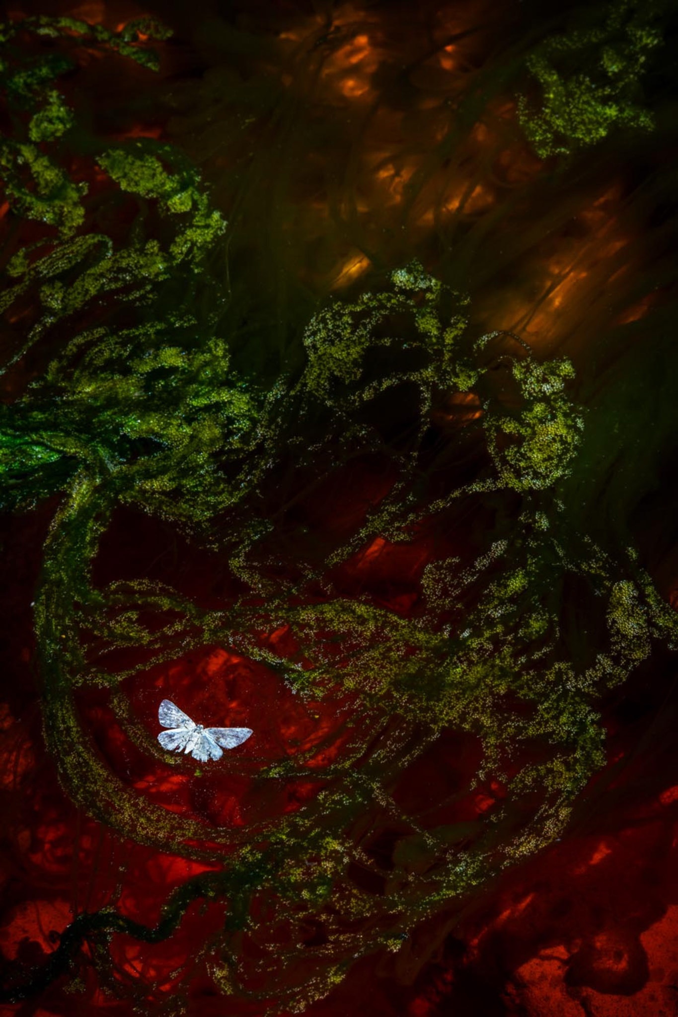 Nhiep anh Thien nhien Duc anh 11