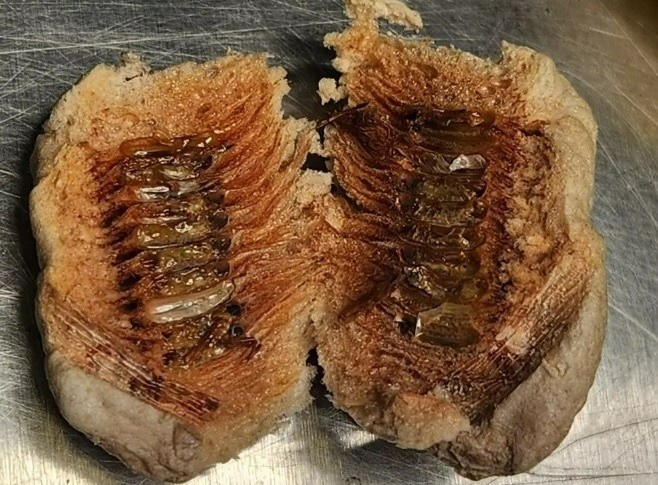 Dan con trung khong lo trong lo hang o san bay My hinh anh