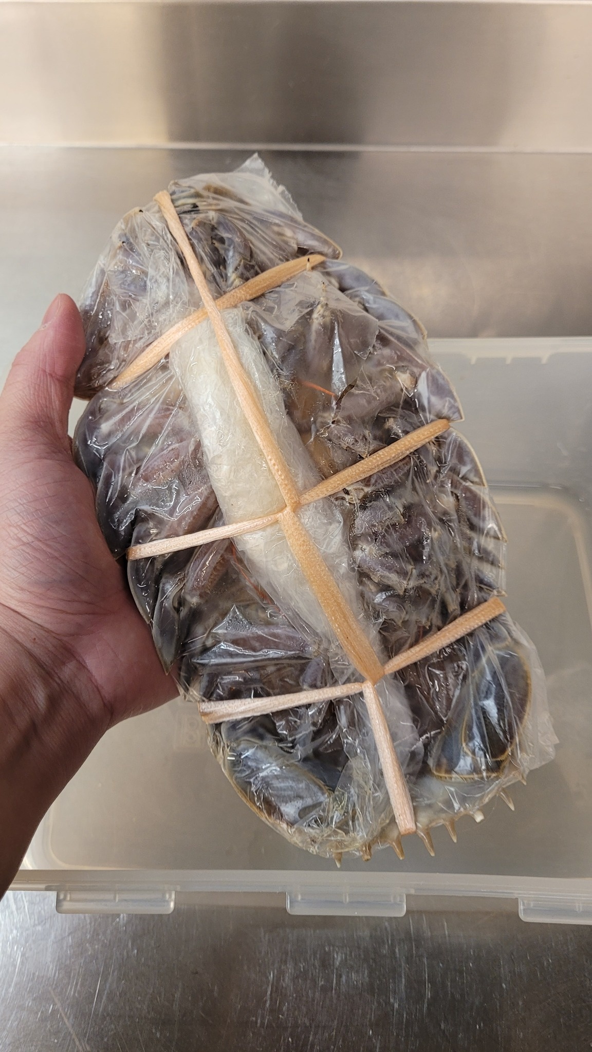 Bọ biển khổng lồ ảnh 2 Bo bien khong lo anh 2