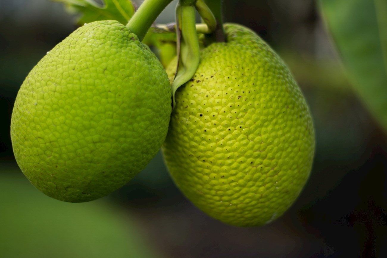 trai cay nhiet doi anh 5