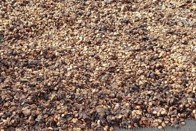 Ca phe phan chim o Brazil hinh anh